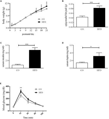 Maternal Obesity Alters Neurotrophin-Associated MAPK Signaling in the Hypothalamus of Male Mouse Offspring